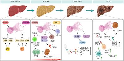 The implication of neutrophil extracellular traps in nonalcoholic fatty liver disease